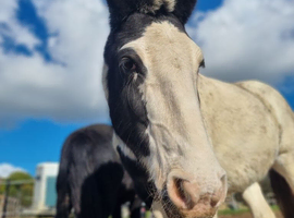 Lovely 8yo 13.2hh Cob Mare For Sale