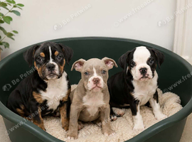 English bulldogs
