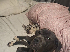 Beautiful girl needing new home