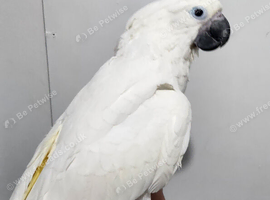Handreared silly tame baby umbrella cockatoo weaned !
