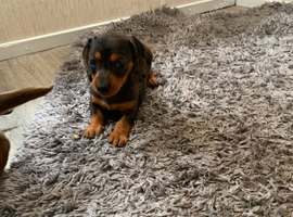 1 beautiful dachshund girl pup ready to Leave for her  forever loving home