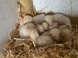 Ferrets - Hobbs and Jills ready to go
