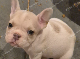 Stunning French Bulldog pups.