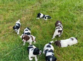 Springer Spaniel Puppies