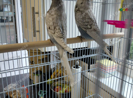 Baby budgies.