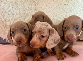 Minature dashund puppies