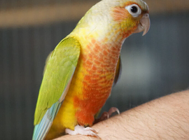 Two Tame green Cheek Conures