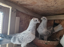 Turkish Pigeons for sale