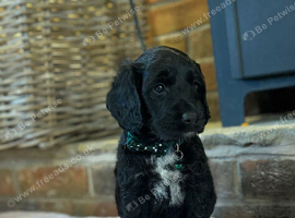 Cockapoo puppy’s