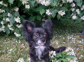 Lovely 8 year old female