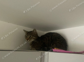 Female cat called sky