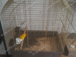 Kakiriki cock bird