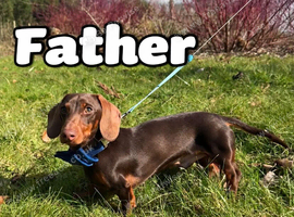 Miniature Dachshund Puppies &ndash; Isabella & Tan Girls + Chocolate & Tan Boy