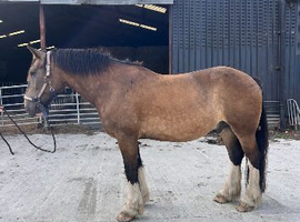 Buddy 16.2 8yo Dun cob