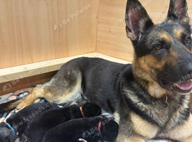 Female German shepherd puppy