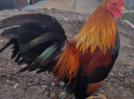 Serama chickens
