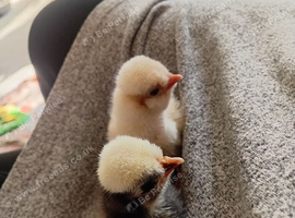 2 Polish chickens 3 day old . 2 barnyard mix chicks