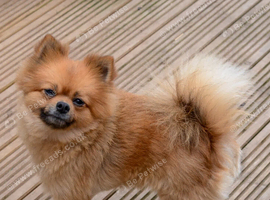 Pomeranian male 3 years