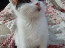 Kittens ready now