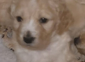 F1 Gorgeous Cokapoos Mother poodle (small to medium in size ) & Father cocker spaniel (small to medium size)