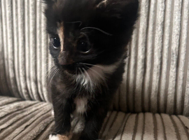 Beautiful Kittens in Holbeach, Tortico, Black, Tuxedo ️