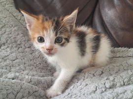 4 Adorable Sibling Kittens