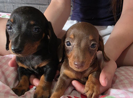Miniature dachshund puppies