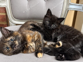 Beautiful boy and girl kittens