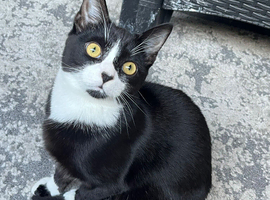 Sushi the tuxedo kitten