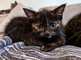 Tiny Tortoiseshell Female Kitten With a Big Personality