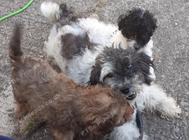 Miniature cockapoo puppies for sale