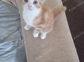Female ginger and white kitten ready now