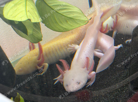 Young axolotl for sale