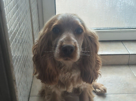 Cocker spaniel