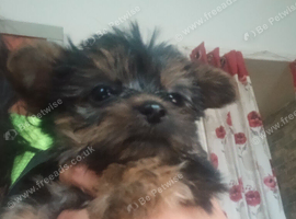 Tea cup Yorkie Chihuahua
