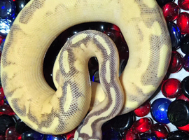 Various Ball Pythons