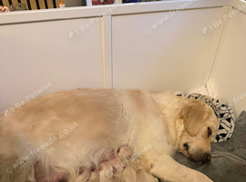 Hallie&rsquo;s beautiful pups