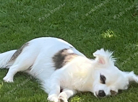 6 month male rehome