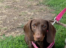 Female dachshund