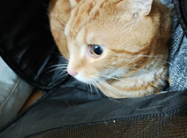 7 month old kitten needs a loving home