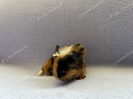 Two Baby Guinea Pigs