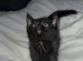 Black and grey cat