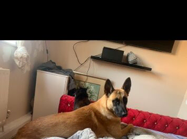 Belgian malinoise