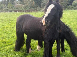 Gorgeous mare and foal