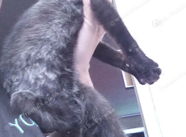 10 week old female black/grey