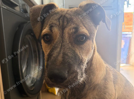 Staff cross terrier
