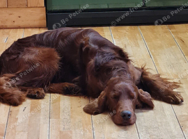 Irish Setter KC REG 2 YR Boy.
