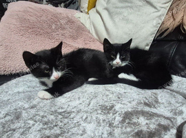 Kittens for sale