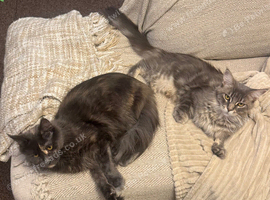 BEAUTIFUL PURE MAINE COON GIRLS BETTY & PARIS