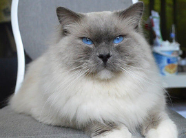 beautiful grey long haired and 1 black ragdoll kittens